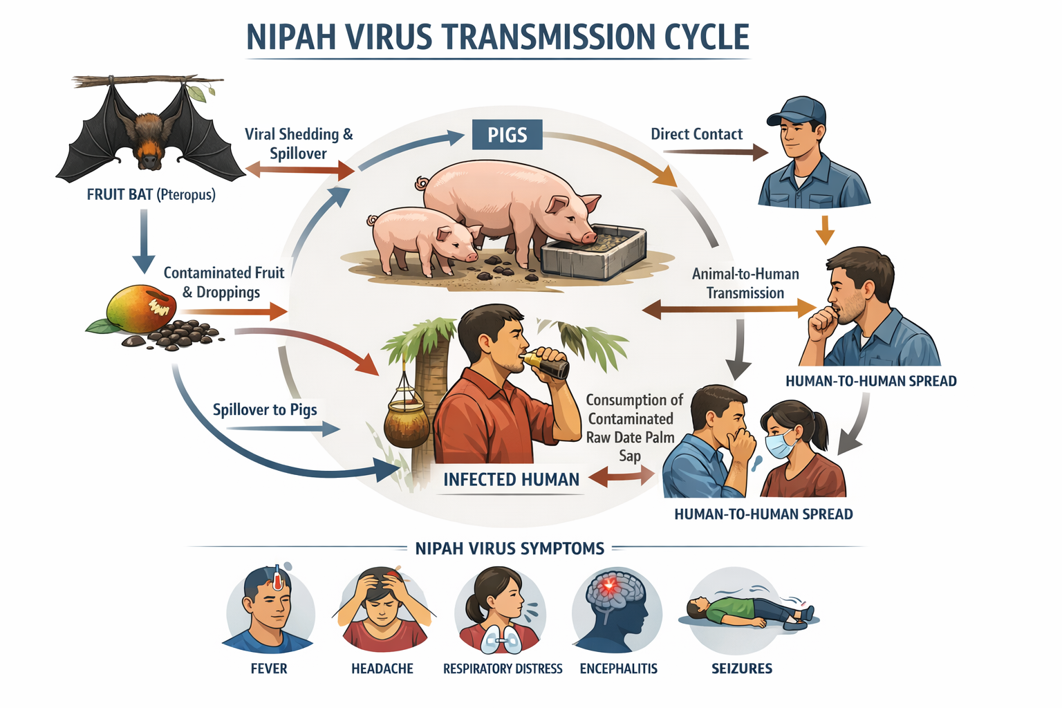 Nipah Virus 2026